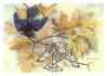 Stellers Jay